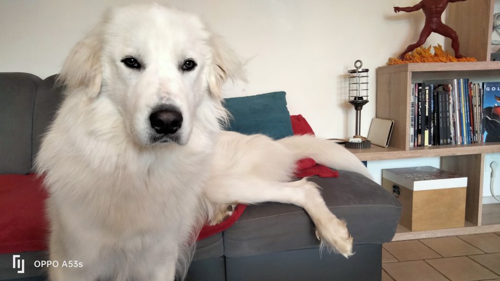 Chien heureux
