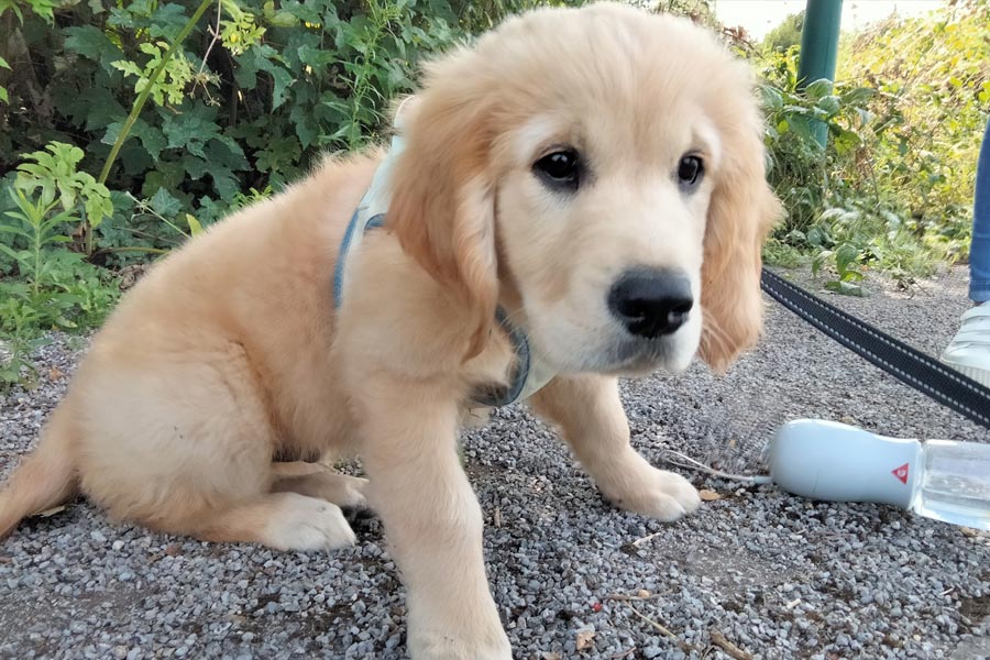 le chiot a besoin de découvrir son environnement
