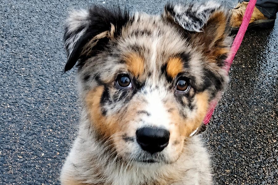 Centre canin ou éducateur professionnel : que choisir pour éduquer son chien ? 1 bien éduquer son chien