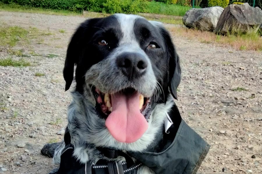 pourquoi un chien aboie sur le facteur