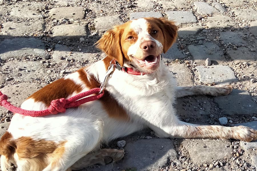 Chien qui a exploré son environnement pour répondre à ses besoins naturels