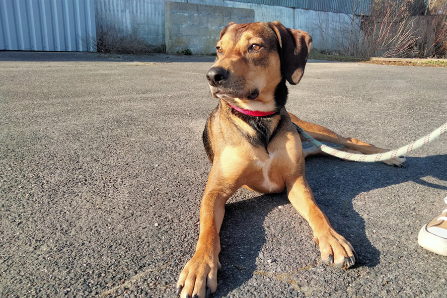 Chien calme grâce à son éducateur canin