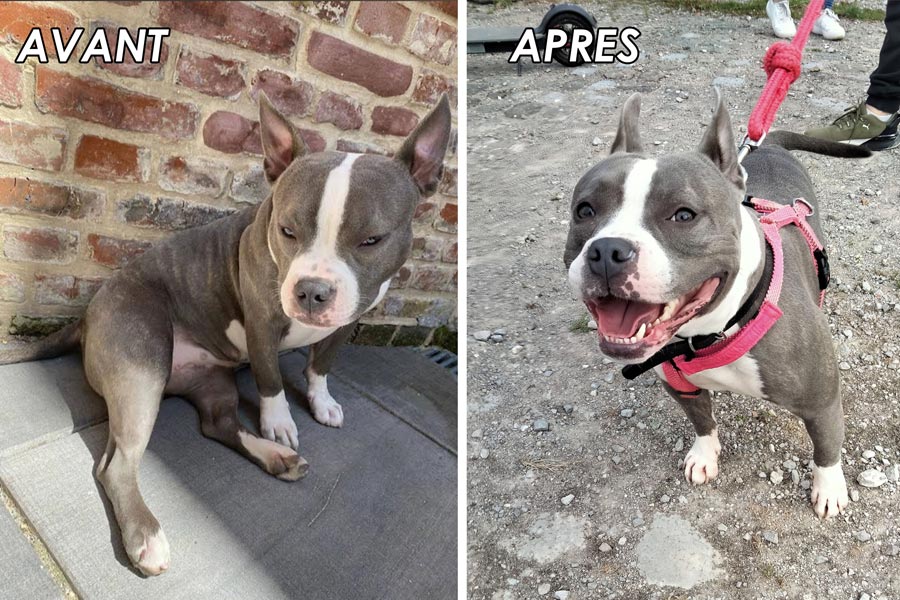 Chien bien dans sa peau