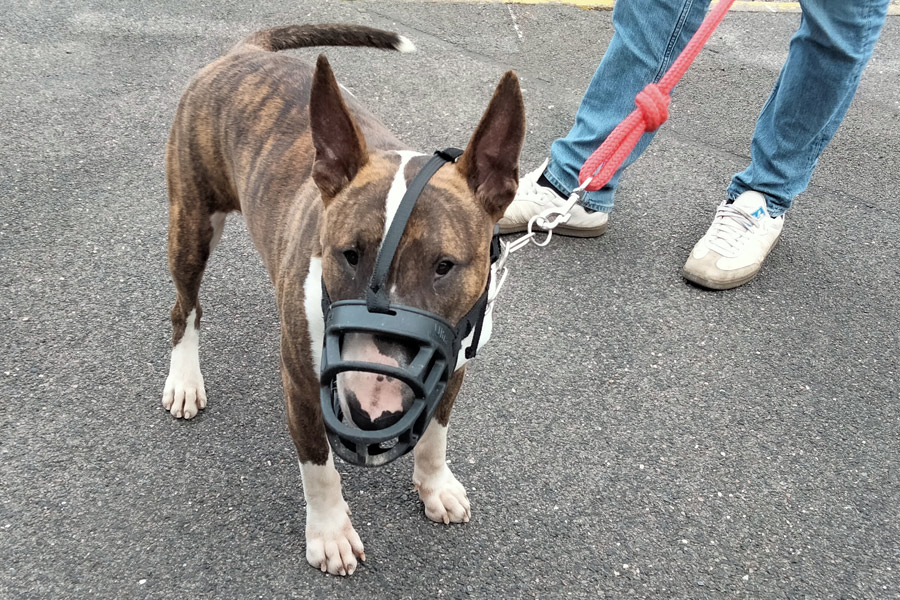 chien agressif calme apres un cours d'education