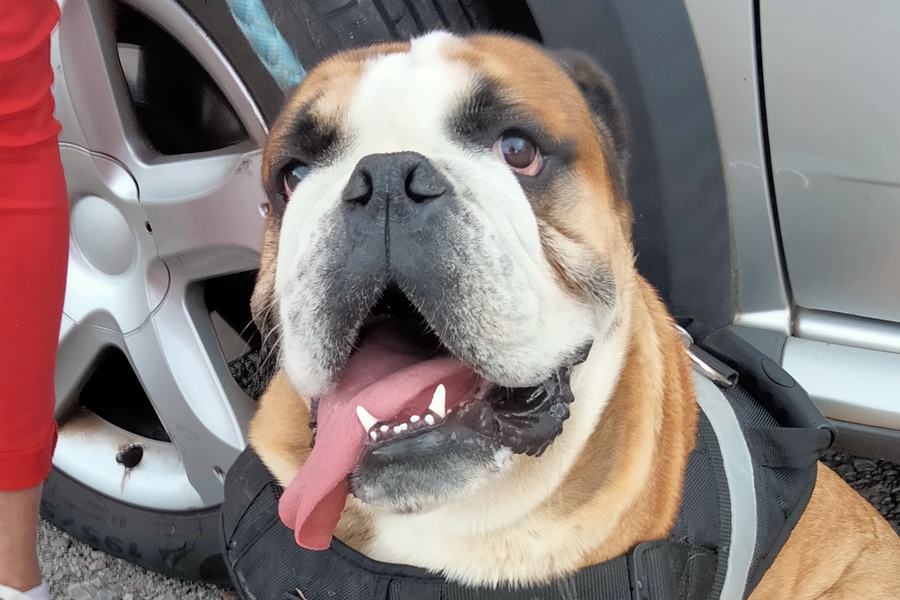 Bulldog anglais adulte lors d'une séance d'éducation canine
