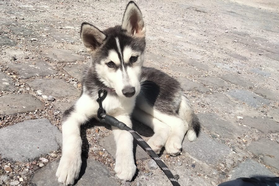 chiot husky calme