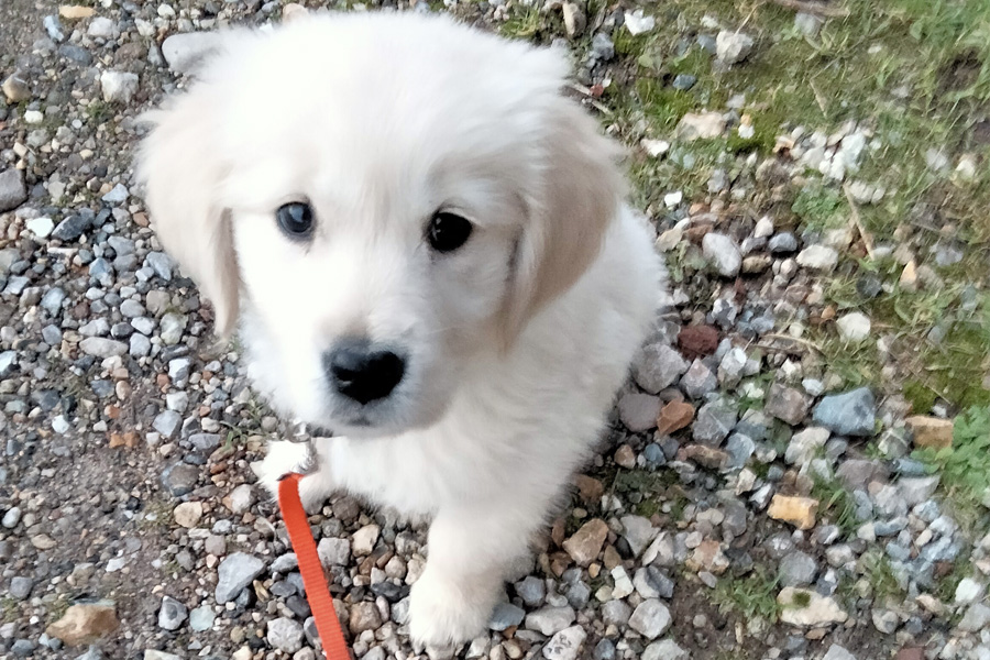 chiot golden qui découvre