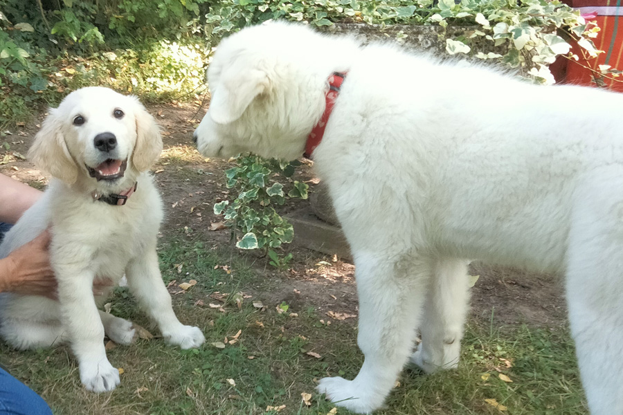 éducateur canin