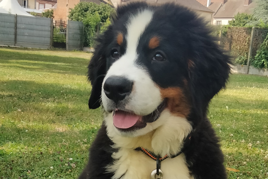 chiot heureux à la campagne